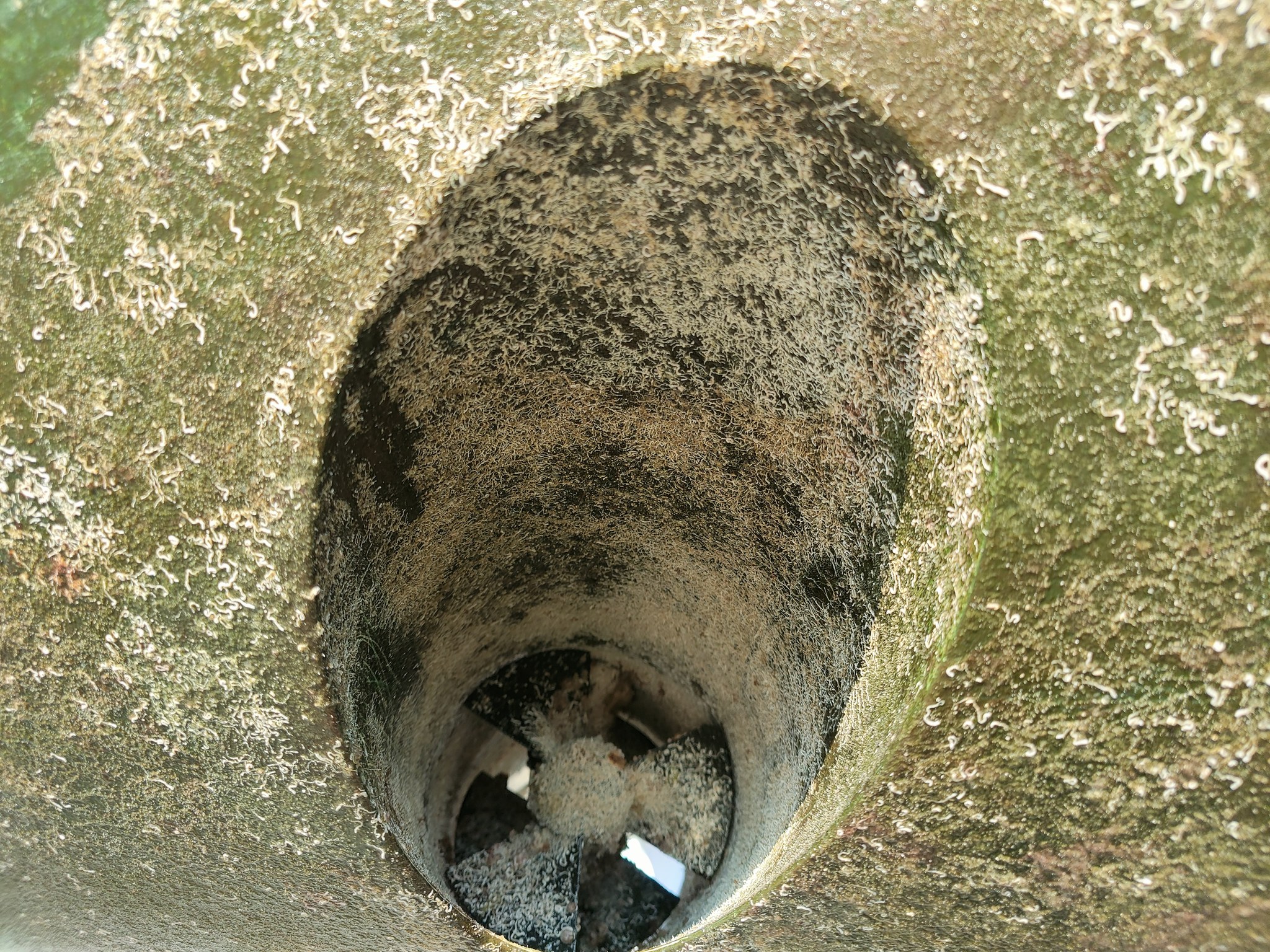 Do you use antifoul paint on the bow thruster propeller?